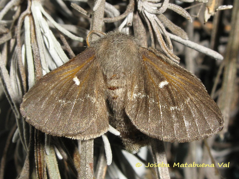 Psilogaster loti - Lasiocampidae